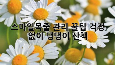 스마일목줄 관리 꿀팁🍯 걱정 없이 댕댕이 산책🐾